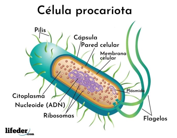 célula procariota