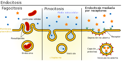 endocitosis